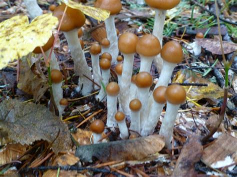 Psilocybe cubensis are the most commonly cultivated "magic" mushroom. . Psilocybe azurescens spores reddit